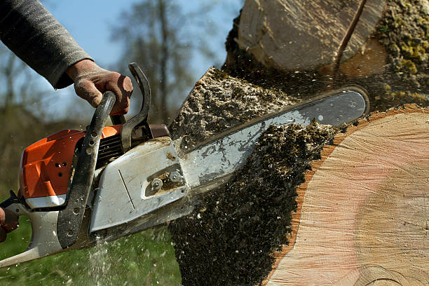 The Steps Involved in Our Tree Care Process in Florissant, MO